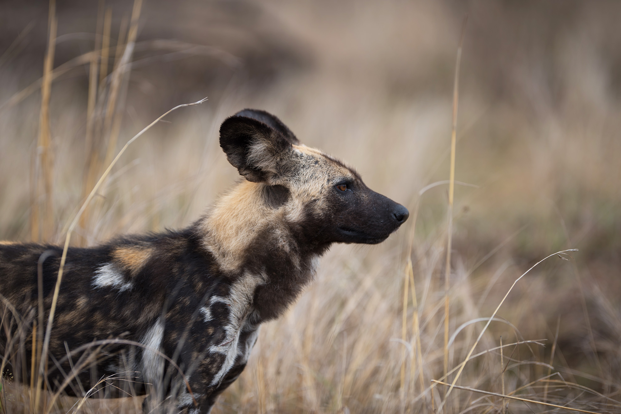 Closeup shot of an african wild dog with a blurred background A closeup shot of an african wild dog with a blurred background